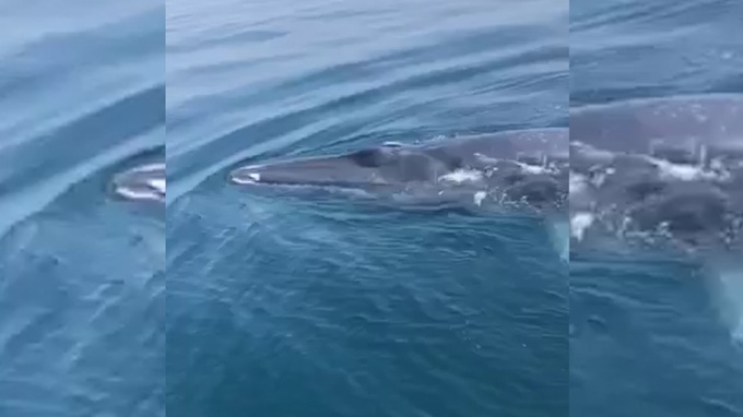 Whale sighted off Thanh Hoa - 1