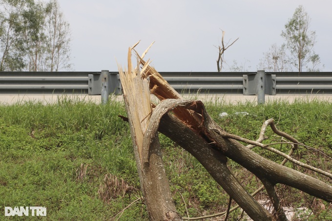 Typhoon Yagi knocks over 41,000 trees along Hanoi-Haiphong Highway - 4