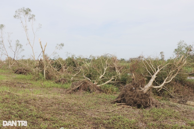 Typhoon Yagi knocks over 41,000 trees along Hanoi-Haiphong Highway - 3