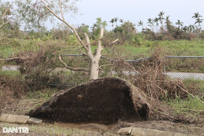 Typhoon Yagi knocks over 41,000 trees along Hanoi-Haiphong Highway - 6