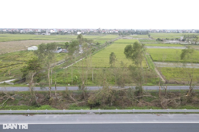 Typhoon Yagi knocks over 41,000 trees along Hanoi-Haiphong Highway - 2