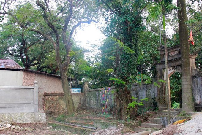 Sua tree to be felled to stop theft - 1