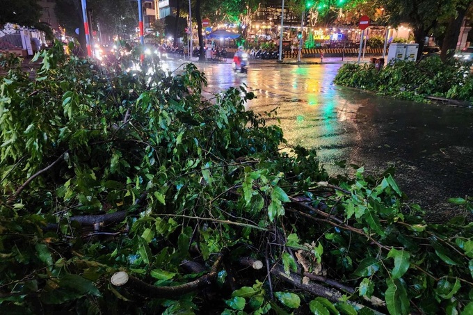 Four injured by falling tree in HCM City - 1