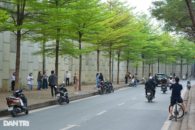 Hanoi plans to plant 250,000 trees this year - 1