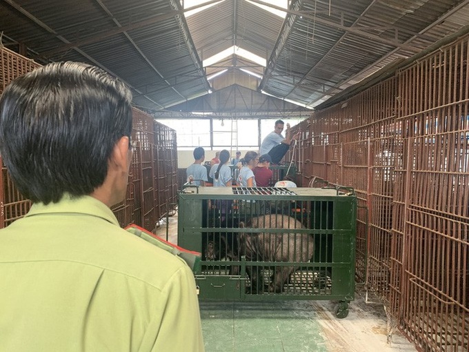 Caged bears rescued in Binh Duong - 2 Caged bears rescued in Binh Duong - 2