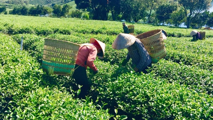 Chinese Taiwan increases tea imports from Vietnamese market - 1
