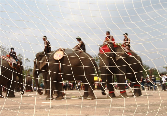Elephants join football match at Buon Ma Thuot Coffee Festival - 1 Elephants join football match at Buon Ma Thuot Coffee Festival - 1