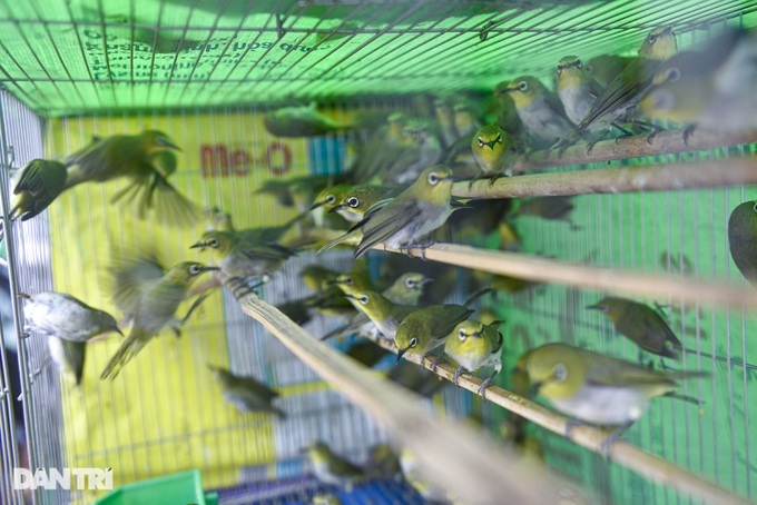 Ghost Festival ceremony birds sell well - 4 Ghost Festival ceremony birds sell well - 4
