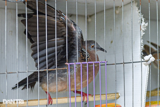Ghost Festival ceremony birds sell well - 7 Ghost Festival ceremony birds sell well - 7