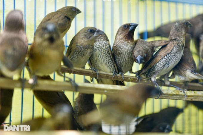 Ghost Festival ceremony birds sell well - 6 Ghost Festival ceremony birds sell well - 6
