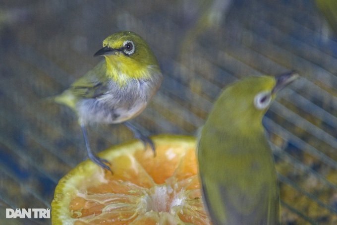 Ghost Festival ceremony birds sell well - 2 Ghost Festival ceremony birds sell well - 2