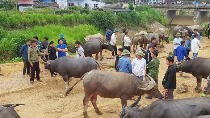 North-west's famous buffalo market - 3