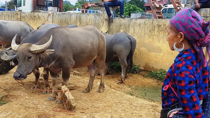 North-west's famous buffalo market - 9
