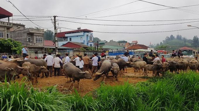 North-west's famous buffalo market - 12