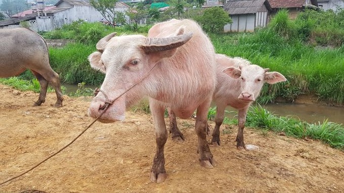 North-west's famous buffalo market - 7