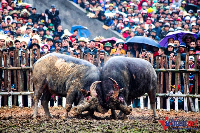 Buffalo fighting festival in Vinh Phuc reopened - 1