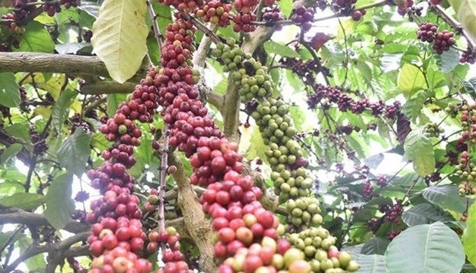Vietnam to replant, transplant 107,000ha of coffee by 2025 - 1