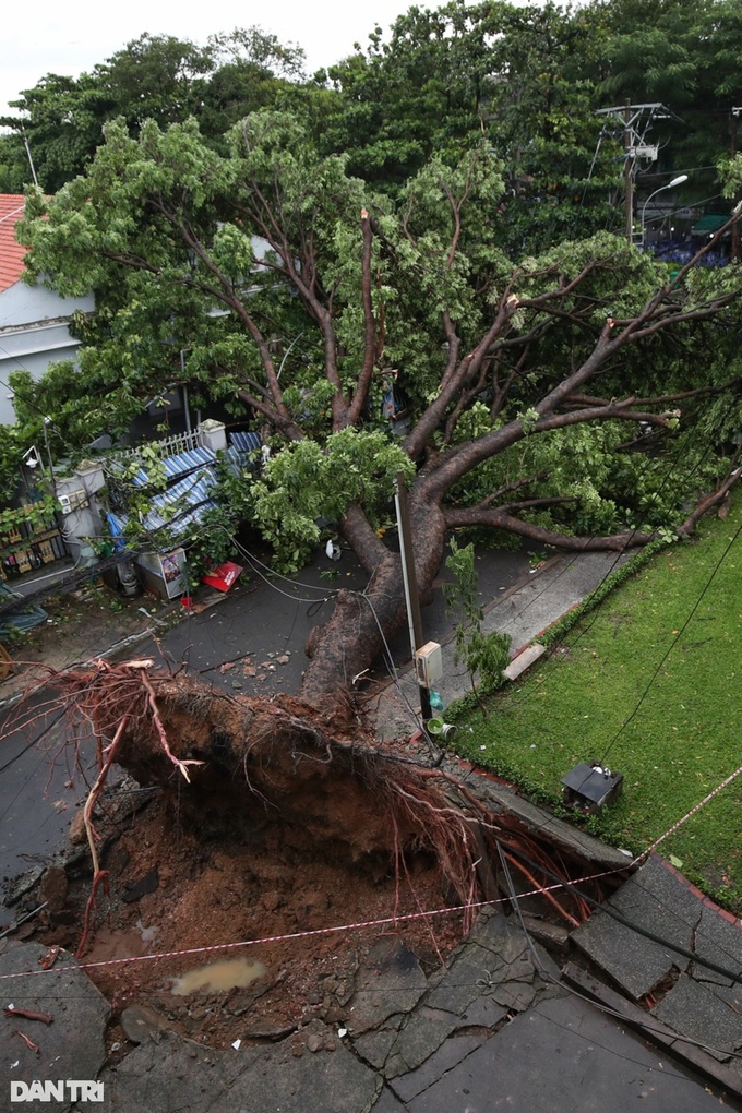 One dead, one injured due to falling trees in HCM City - 1