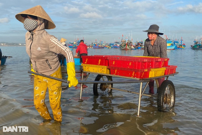 Anchovy season in Quang Ngai - 4