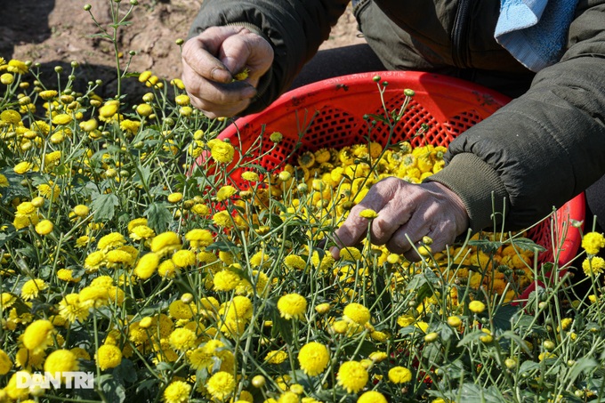 Daisy harvest season in Hung Yen - 4 Daisy harvest season in Hung Yen - 4