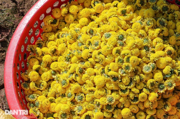 Daisy harvest season in Hung Yen - 7 Daisy harvest season in Hung Yen - 7
