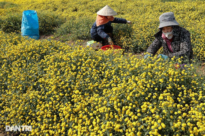 Daisy harvest season in Hung Yen - 1 Daisy harvest season in Hung Yen - 1