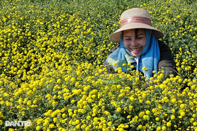 Daisy harvest season in Hung Yen - 5 Daisy harvest season in Hung Yen - 5