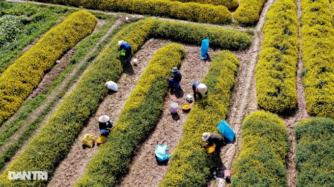 Daisy harvest season in Hung Yen - 3 Daisy harvest season in Hung Yen - 3