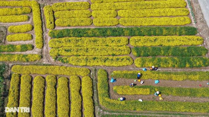 Daisy harvest season in Hung Yen - 2 Daisy harvest season in Hung Yen - 2
