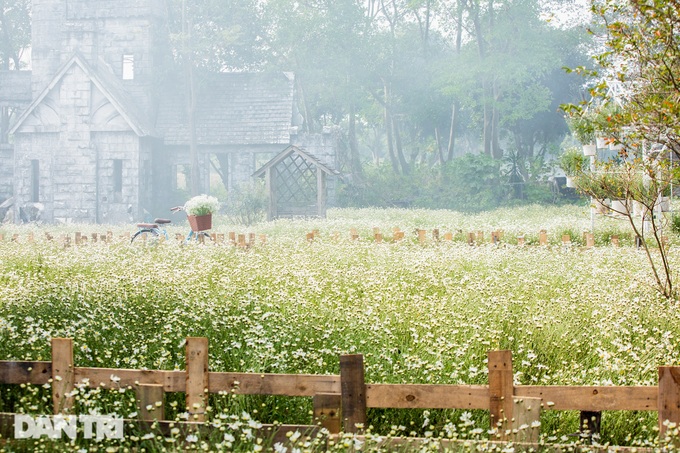 Hanoi daisy gardens attract visitors - 3 Hanoi daisy gardens attract visitors - 3
