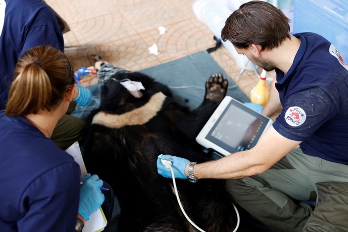 91-kilo Tibetan bear in Son La rescued - 2 91-kilo Tibetan bear in Son La rescued - 2