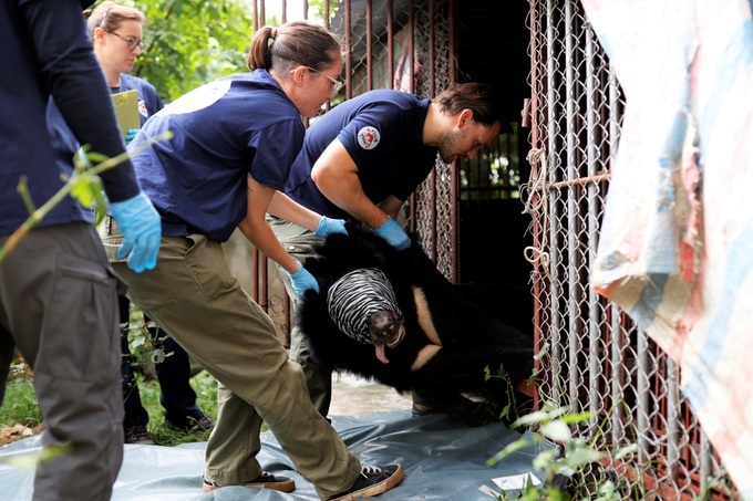 91-kilo Tibetan bear in Son La rescued - 1 91-kilo Tibetan bear in Son La rescued - 1