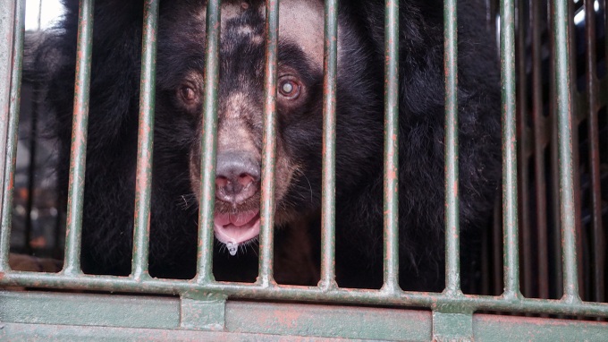 Bear rescued from two-decade captivity in HCM City - 2