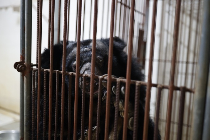 Bear rescued from two-decade captivity in HCM City - 1