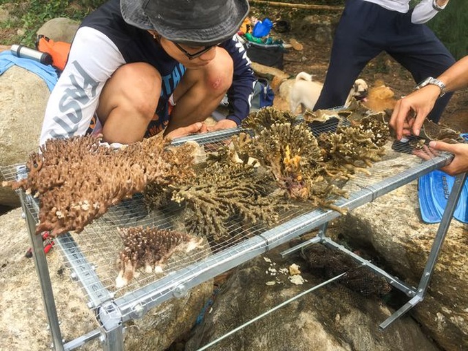 Young people save Danang coral reefs - 1