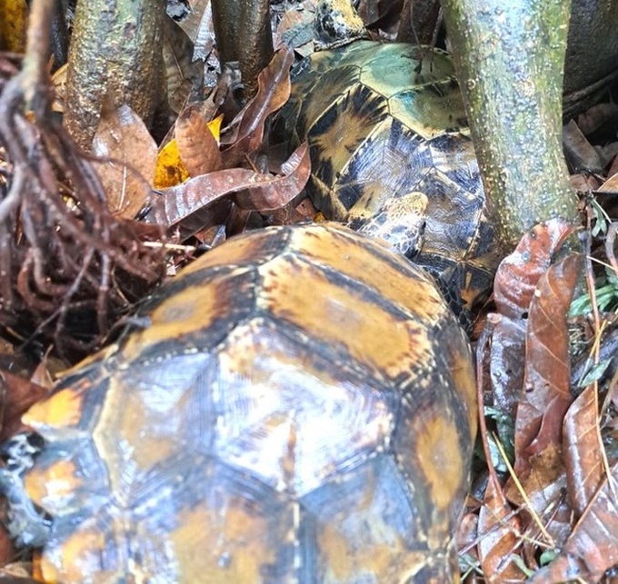 Rare tortoises handed over to Ha Tinh national park - 1 Rare tortoises handed over to Ha Tinh national park - 1