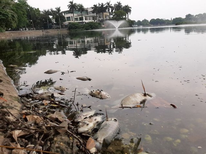 Mass fish deaths in iconic Hanoi lake - 4