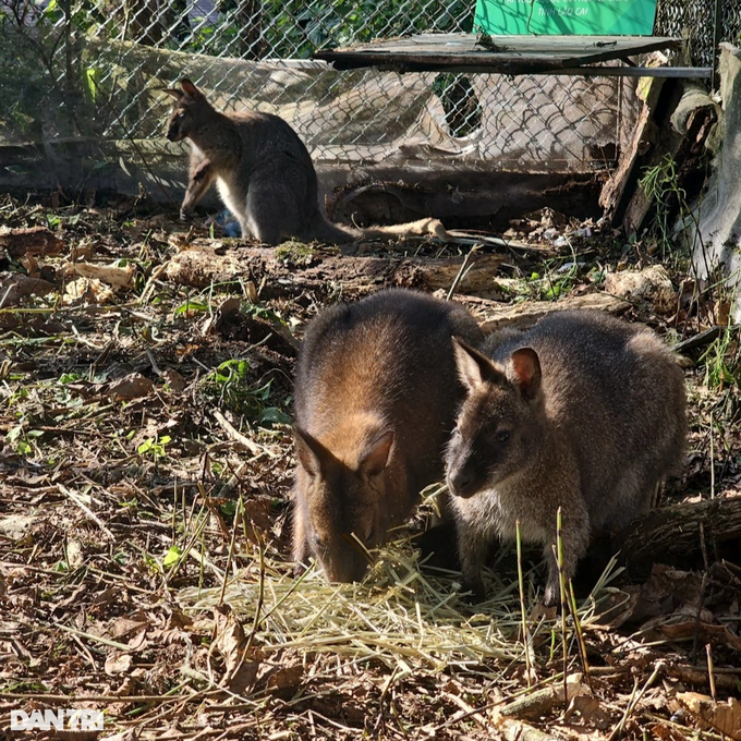 New home for four trafficked wallabies in Lao Cai - 1