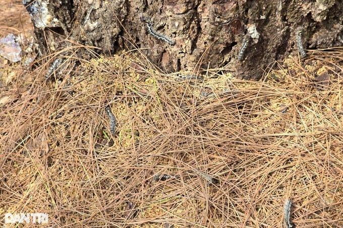 Nghe An pine forests ravaged by caterpillars - 1 Nghe An pine forests ravaged by caterpillars - 1