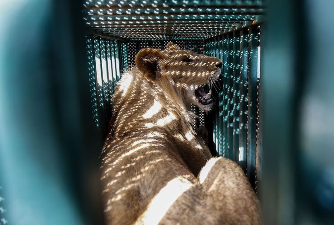 More than 40 zoo animals evacuated from Gaza Strip - 1 More than 40 zoo animals evacuated from Gaza Strip - 1