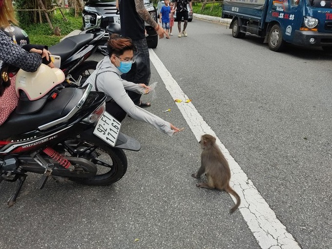 Tourists still feed monkeys on Son Tra despite ban - 1