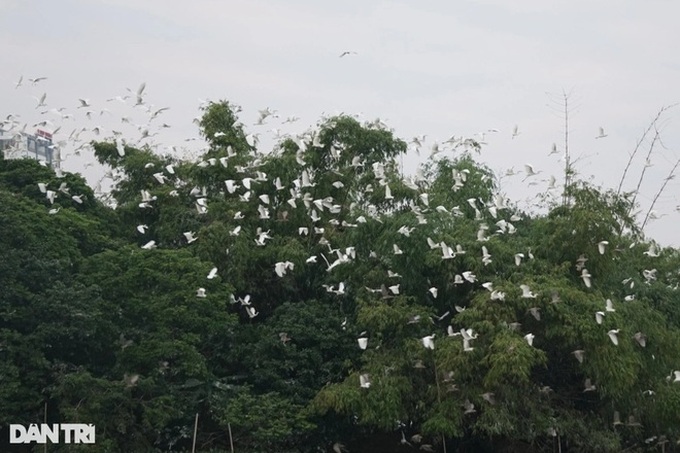 Man builds bird sanctuary in Thanh Hoa - 4