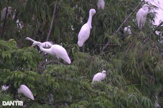 Man builds bird sanctuary in Thanh Hoa - 3