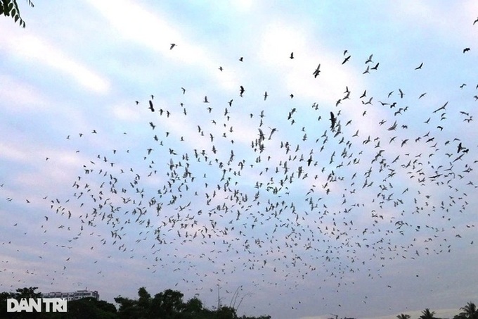 Man builds bird sanctuary in Thanh Hoa - 5