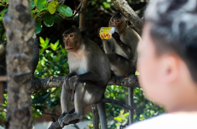 Exploring Monkey Kingdom in HCM City’s forest - 5