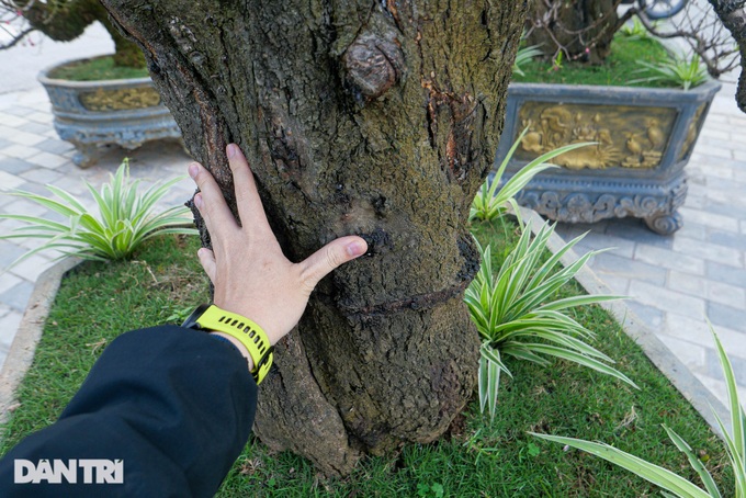 Giant peach trees offered for rent during Tet - 4