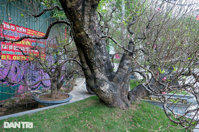 Giant peach trees offered for rent during Tet - 5