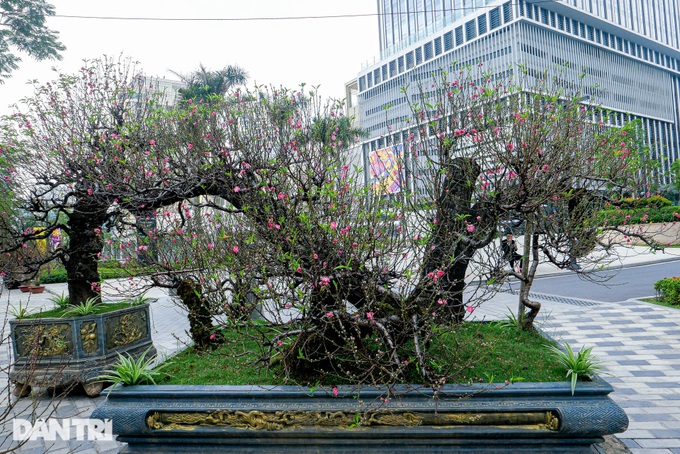 Giant peach trees offered for rent during Tet - 1