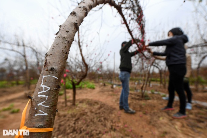 Hanoi streets covered in pink peach blossoms as Tet nears - 9