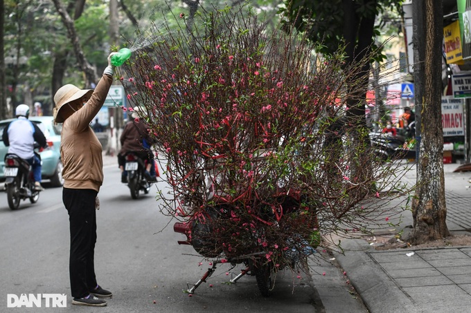 Hanoi streets covered in pink peach blossoms as Tet nears - 5